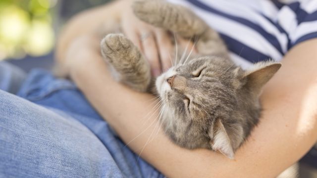 Каковы преимущества домашних животных для здоровья?