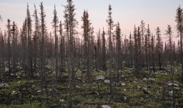 Земля едва дышит: лесные участки как 18 футбольных полей исчезают каждую минуту