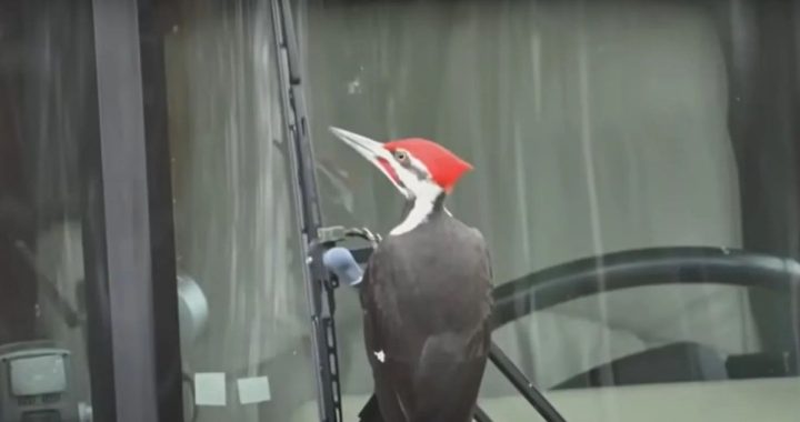 Разбросанный дятел терроризирует 25 автомобилей