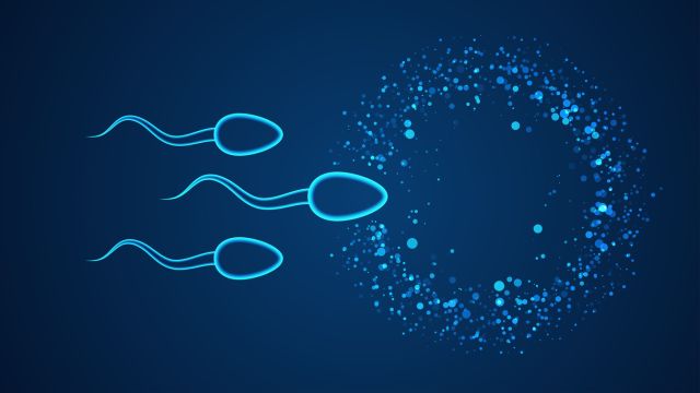 Как синтетические дисскейры ухудшают действие гормонов и сперматогенеза?