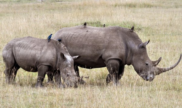 По данным исследования, носорог лучше всего защищен