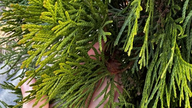 Туджа — декоративный куст и лекарственное растение