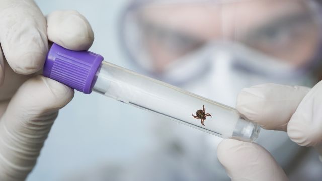 Лабораторная диагностика в средиземноморской лихорадке
