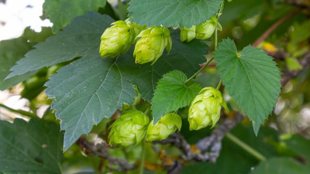 Хмель — да, используется для производства пива, но это не единственные качества