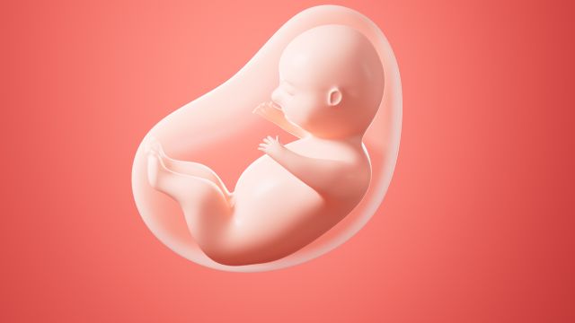 Какова роль амниотической жидкости?