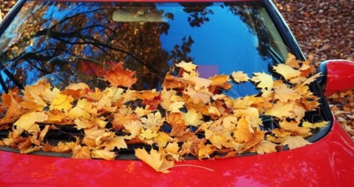 Как защитить машину от накопления листьев осенью