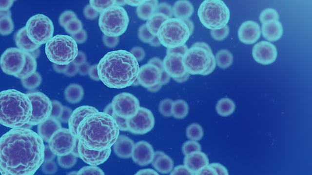 Бор терапии нейротрона при измерении рака рака головы и шеи элемента сосны в отдельных опухолевых клетках