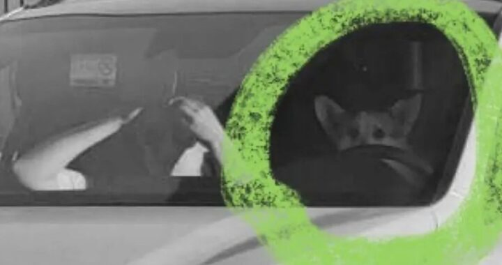 Только в России: Корги был пойман за рулем в 187 км/ч