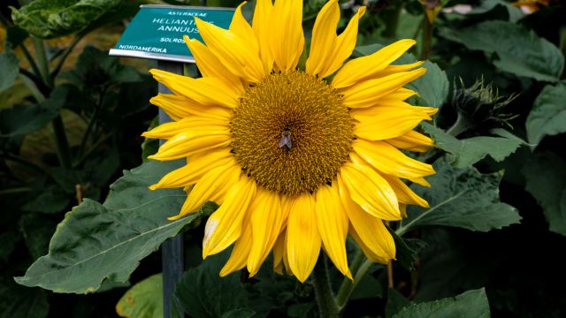 Подсолнечник также с исцеляющими свойствами