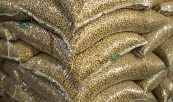 Впервые с 90 -х годов: Китай ищет коммерческое преимущество, избегая соевых бобов из Соединенных Штатов