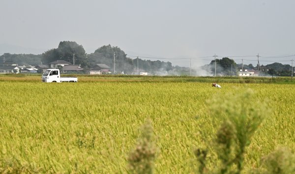 Райс может кормить мир — даже с меньшим количеством фермеров