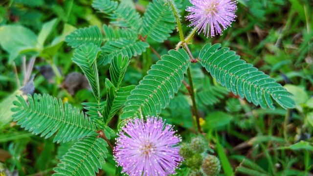 Застенчивая мимоза — закрывает свои лепестки в опасности, помогает с бессонницей и заживает раны