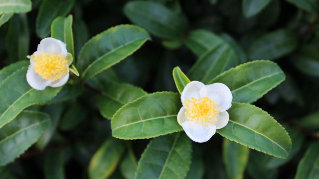 Китайский чай — действует бодрящий и улучшает кровообращение