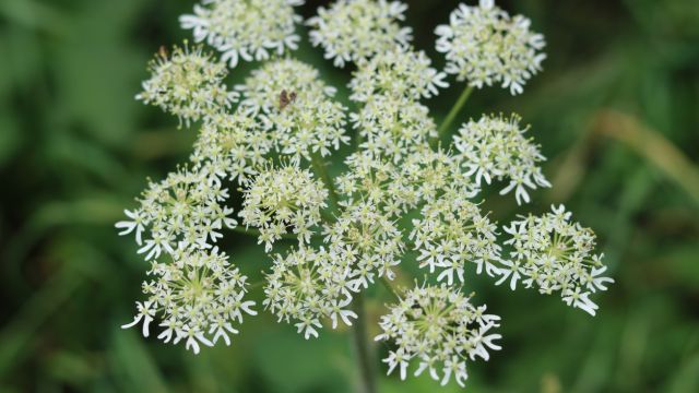 Анжелика - помогает с женским дискомфортом и отеком желудка