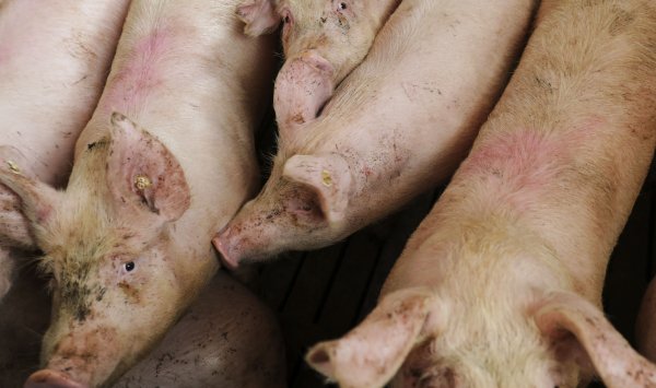 Китай наложил предварительные обязанности до 62% на мясо свинины ЕС