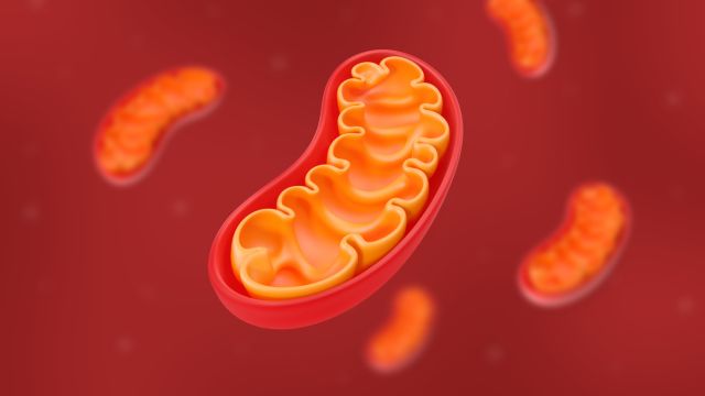 Патофизиология митохондриальной дисфункции и ее роль в клеточном старении