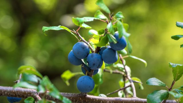 Терновник – укрепляет общее состояние, также помогает при расстройствах желудка.