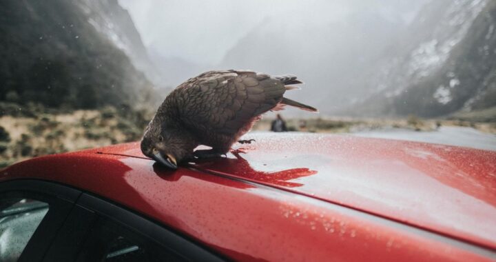 Какие машины привлекают птичий помет