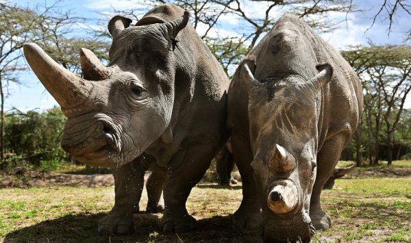 Биотехнологический гигант утверждает, что может спасти почти вымерший вид за 4 года