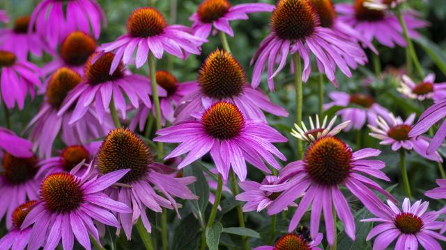 Чудодейственная эхинацея – от чего помогает?