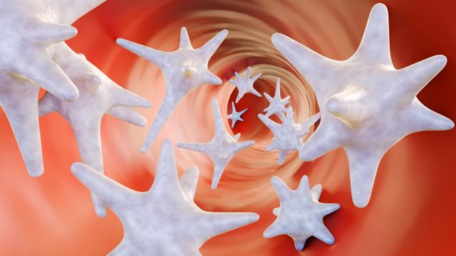 Тромбоциты – функции и нормальные значения