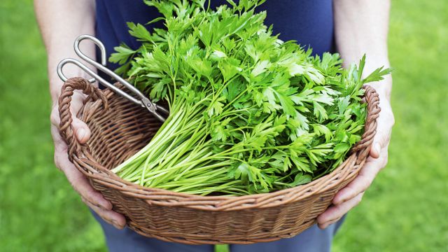 Чем петрушка полезна для нашего здоровья?