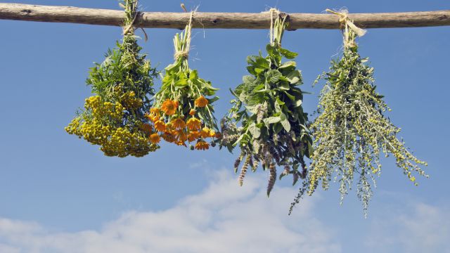 Травы, используемые при проблемах с мочеиспусканием