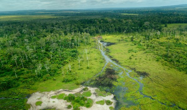 У мира есть десятилетие, чтобы спасти крупнейший в мире тропический поглотитель углерода