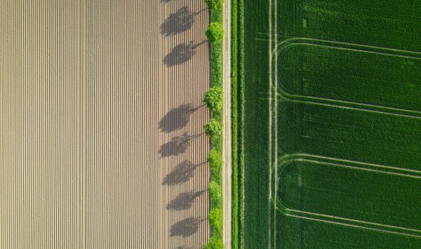 Болгарский стартап в области искусственного интеллекта, который преобразует сельское хозяйство с помощью синтетических данных