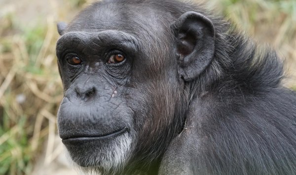 ИИ считается умным, но шимпанзе могут не согласиться