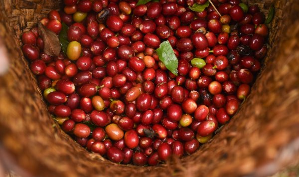 Rabobank: Рекордные урожаи приведут к снижению цен на какао и кофе в 2026 году