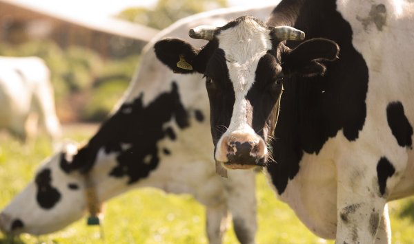 Больше всего в цепочке пострадали болгарские производители сырого молока