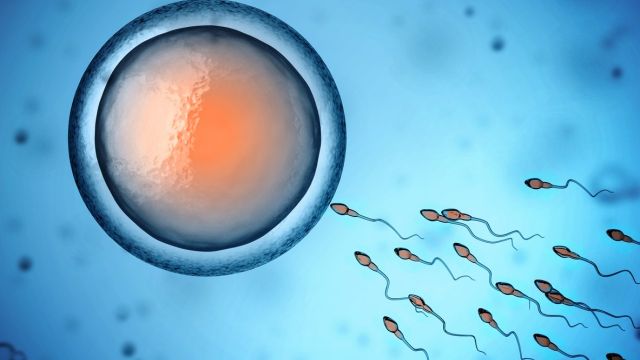 Митохондриальная дисфункция яйцеклетки – скрытая причина затруднений зачатия в молодом возрасте