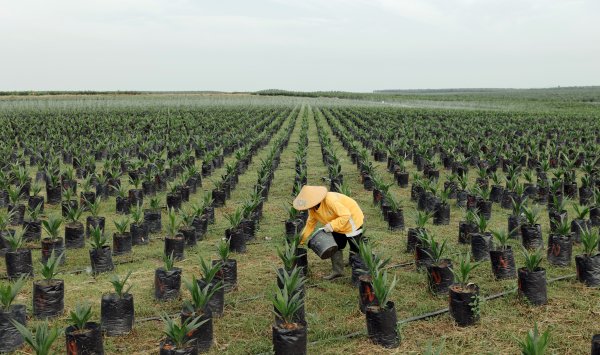 Пятая Ла-Нинья за шесть лет приведет к нарушению урожая и цепочек поставок