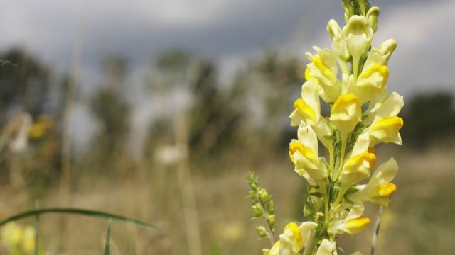 Трубка — источник алкалоидов, применяемых при желчегонных и желудочных расстройствах.