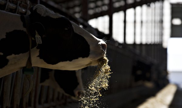 Йогурт и здоровая жизнь в Момчиловцах – мост между Болгарией и Китаем