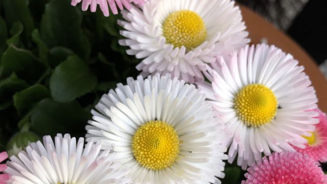 Монета – помогает залечивать раны.