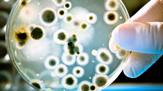 Опасные бактерии распространяются через микропластик