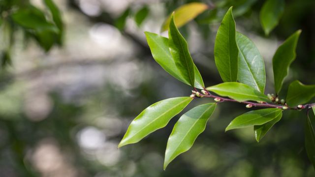 Лавр – рекомендуется при болях в желудке и кишечнике.