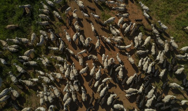 Инфляция скоро разрушит последний бастион дешевой говядины