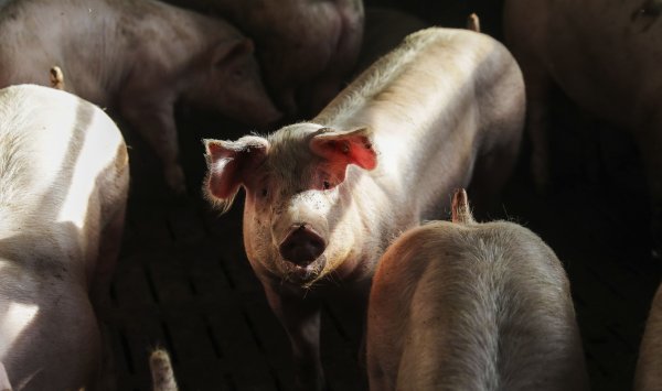 Китай смягчил пошлины на импорт свинины из ЕС в окончательном решении