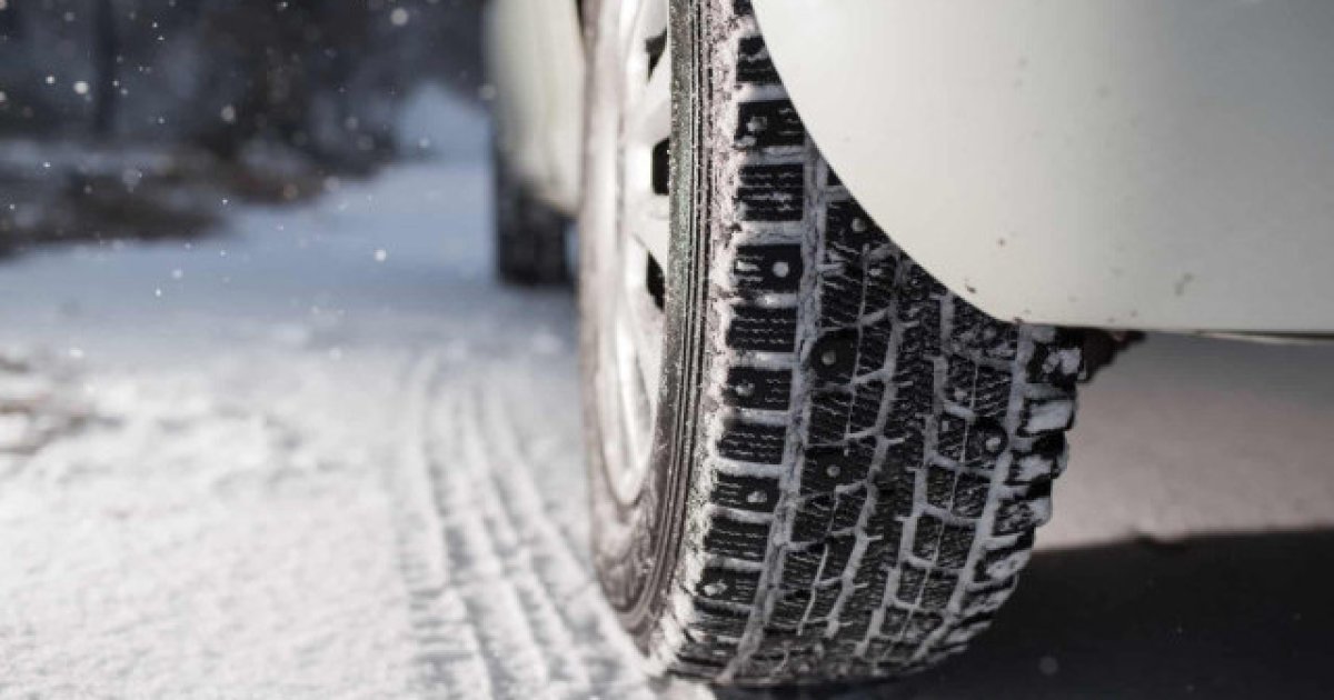 Секрет шин будущего кроется в коре дерева