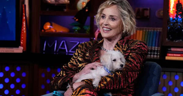 Шэрон Стоун усыновила щенка после их встречи на красной дорожке