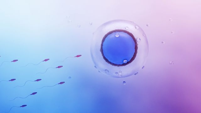 Когда яйцеклетка морфологически нормальна, но функционально нарушена?