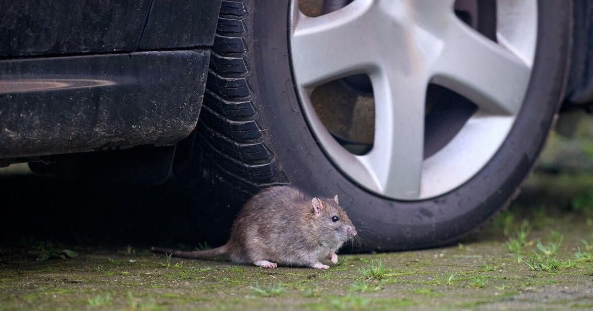 Нашествие грызунов испортило на острове тысячи автомобилей