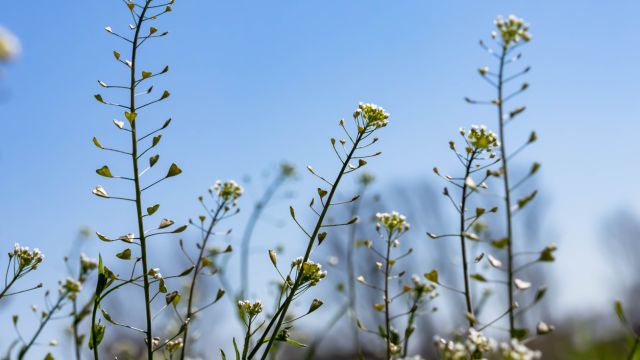 Пастушья сумка – хрупкое растение с мощными кровоостанавливающими свойствами.