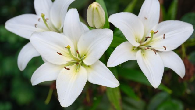 Белый крем – прекрасная трава, успокаивающая боль и воспаление.