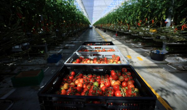 Дорогой газ и турецкие помидоры убивают болгарские теплицы