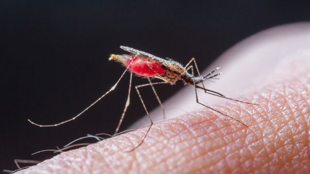 Новое открытие может остановить малярию