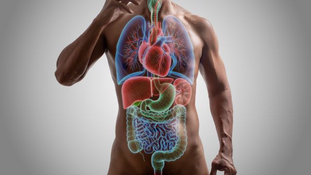 Кишечные бактерии влияют на риск ишемической болезни сердца